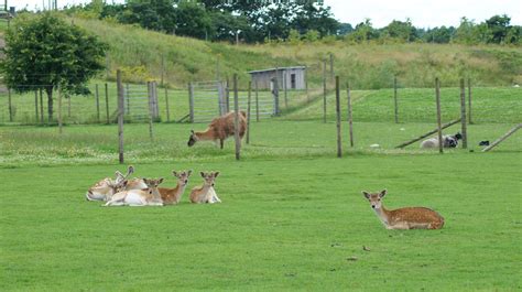 brrup zoo|Enghave Dyre Og Naturpark